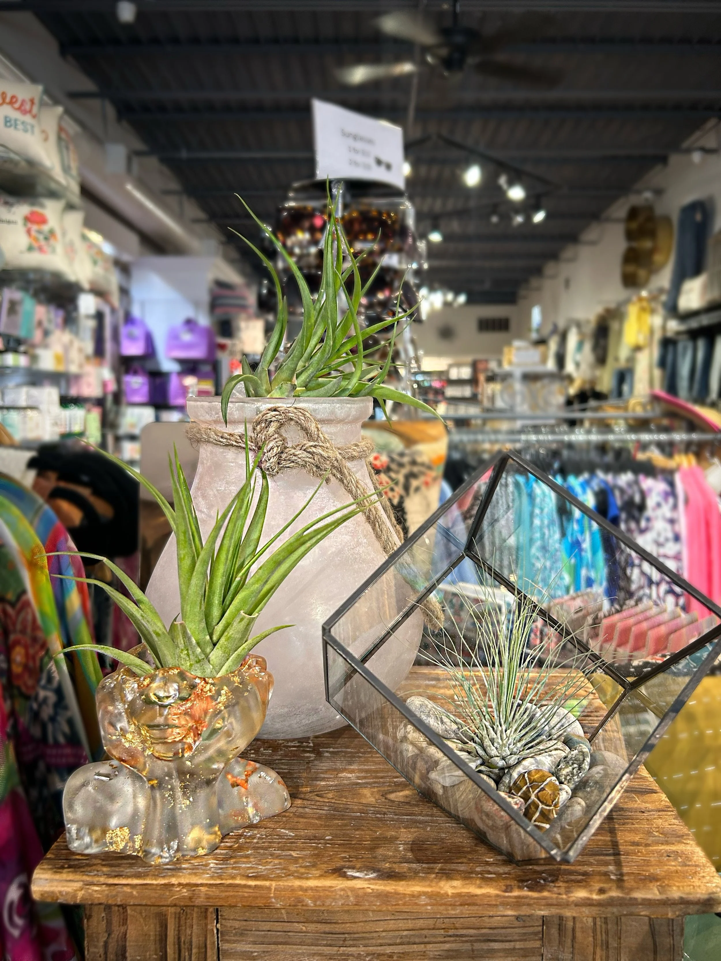 Say hello to our little air plant friends! 🌿🌱 Terrarium plants make every space feel alive. They are so cute, low maintenance, and easy to love! 💚 #terrariumplants #shopsmallbusiness #happyfriday #naturevibes #shopkalamazoo