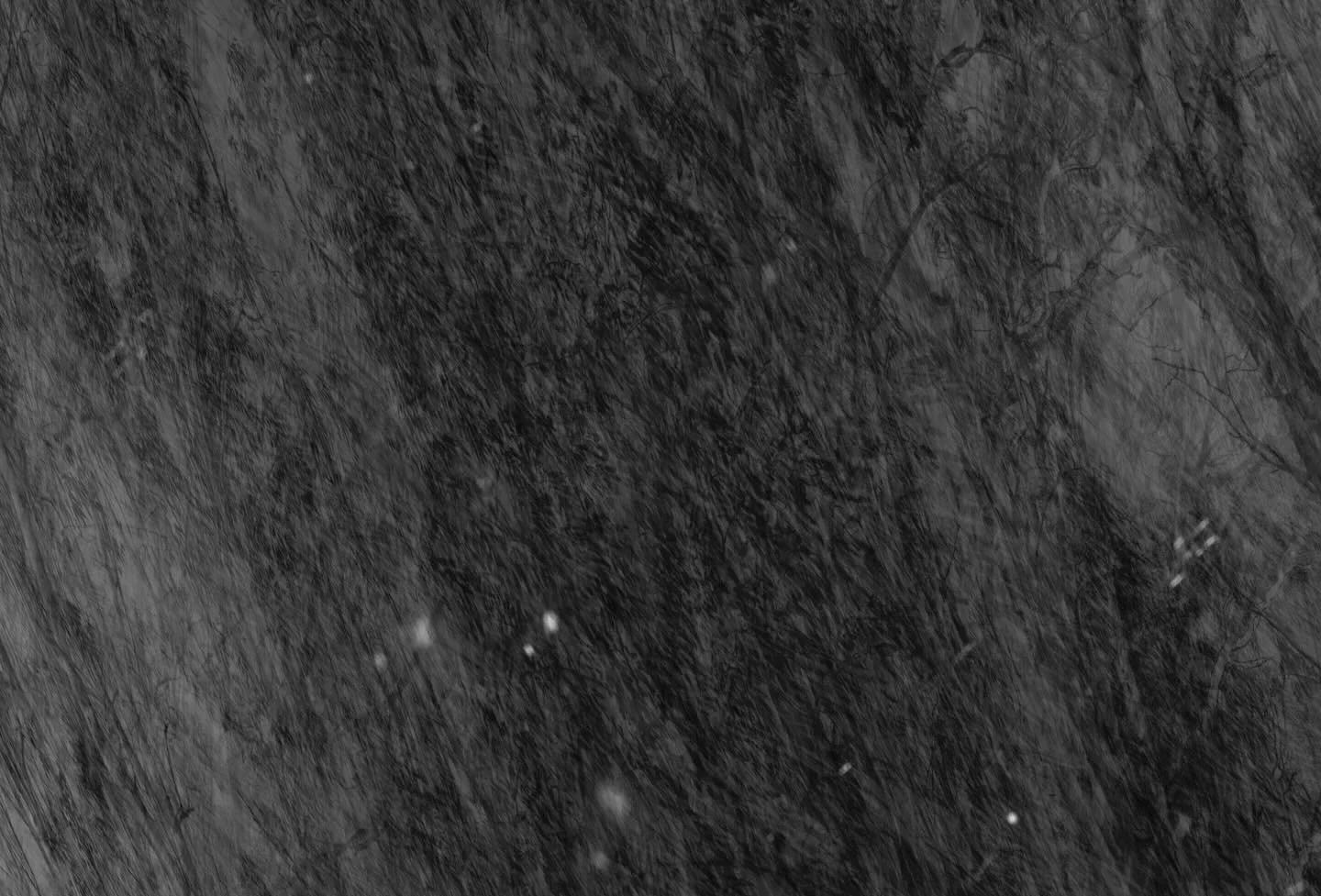 Open this weekend at @landslide__ 
Homesickness 
Ghost gums, charcoal on paper, digital photograph, digital pigment print, 47 x 34.8 

Created from the original Penumbra drawing, using reflections and many layers of images, ghost gums brings the move