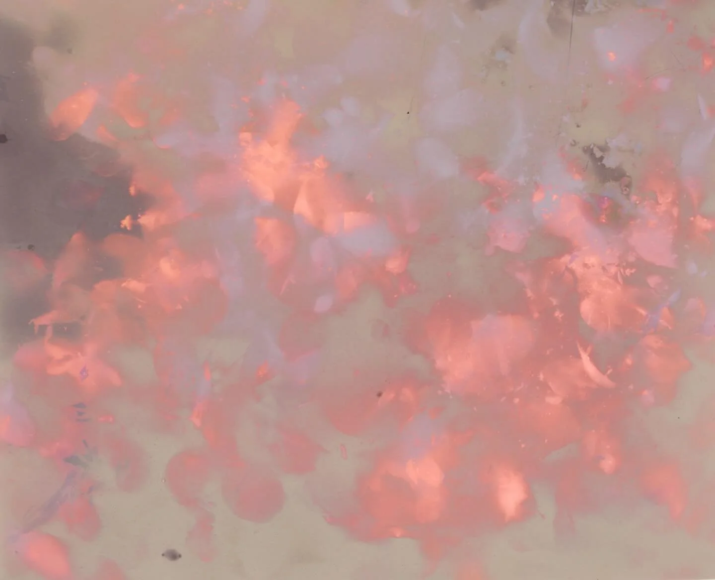 Showing at Landslide this weekend ✨ 
Bougainvillea, lumen print, digital pigment print, 47 x 34.8 cm