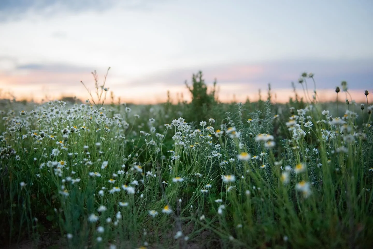 You smell like petrichor and sanctuary, digital pigment print, 34.8 x 26 cm

These flowers are the smell of home. 

Now showing at @landslide__