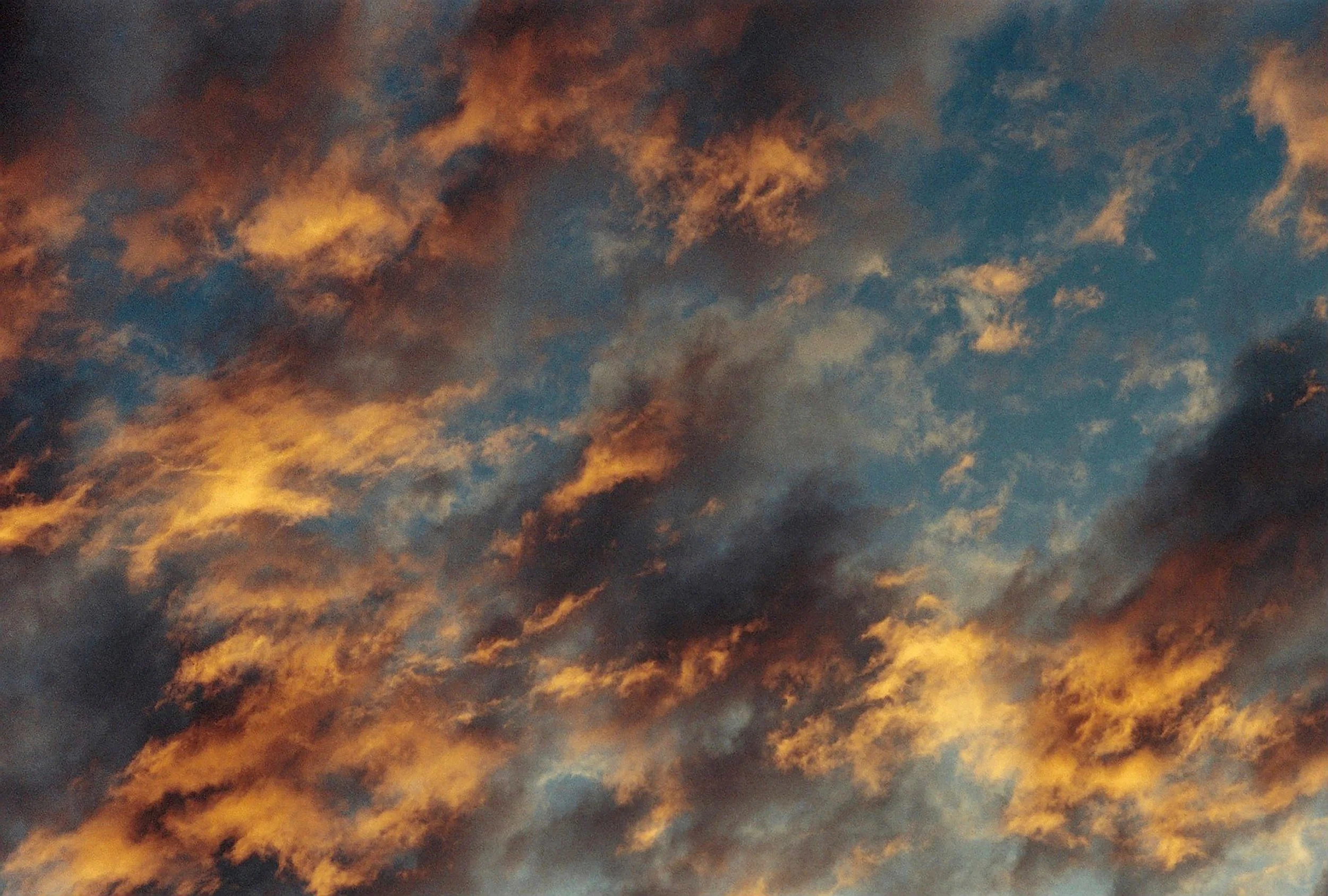 The day cools, steel groans in relief, box tree leaves glitter golden, 2025