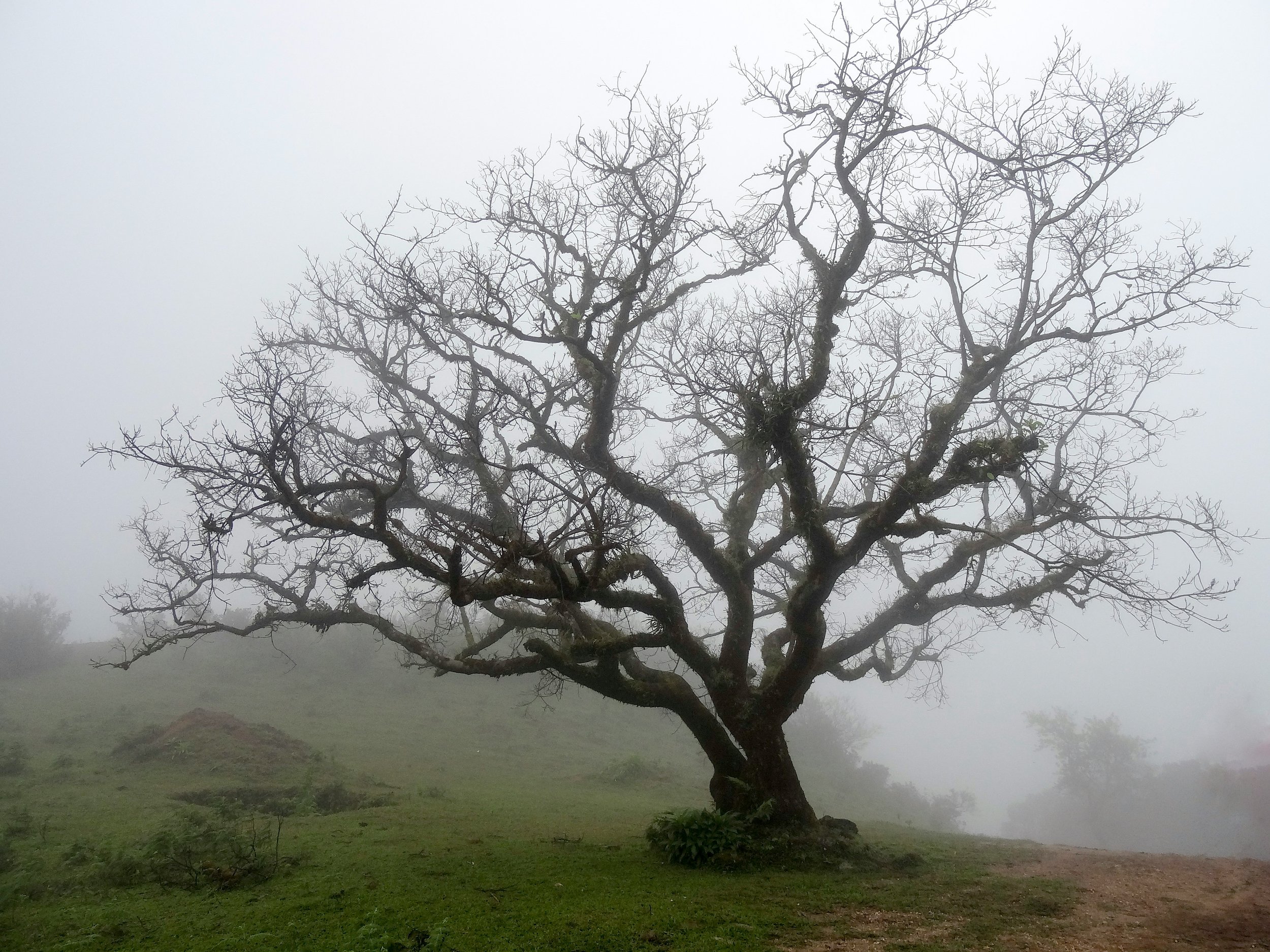 Dead tree