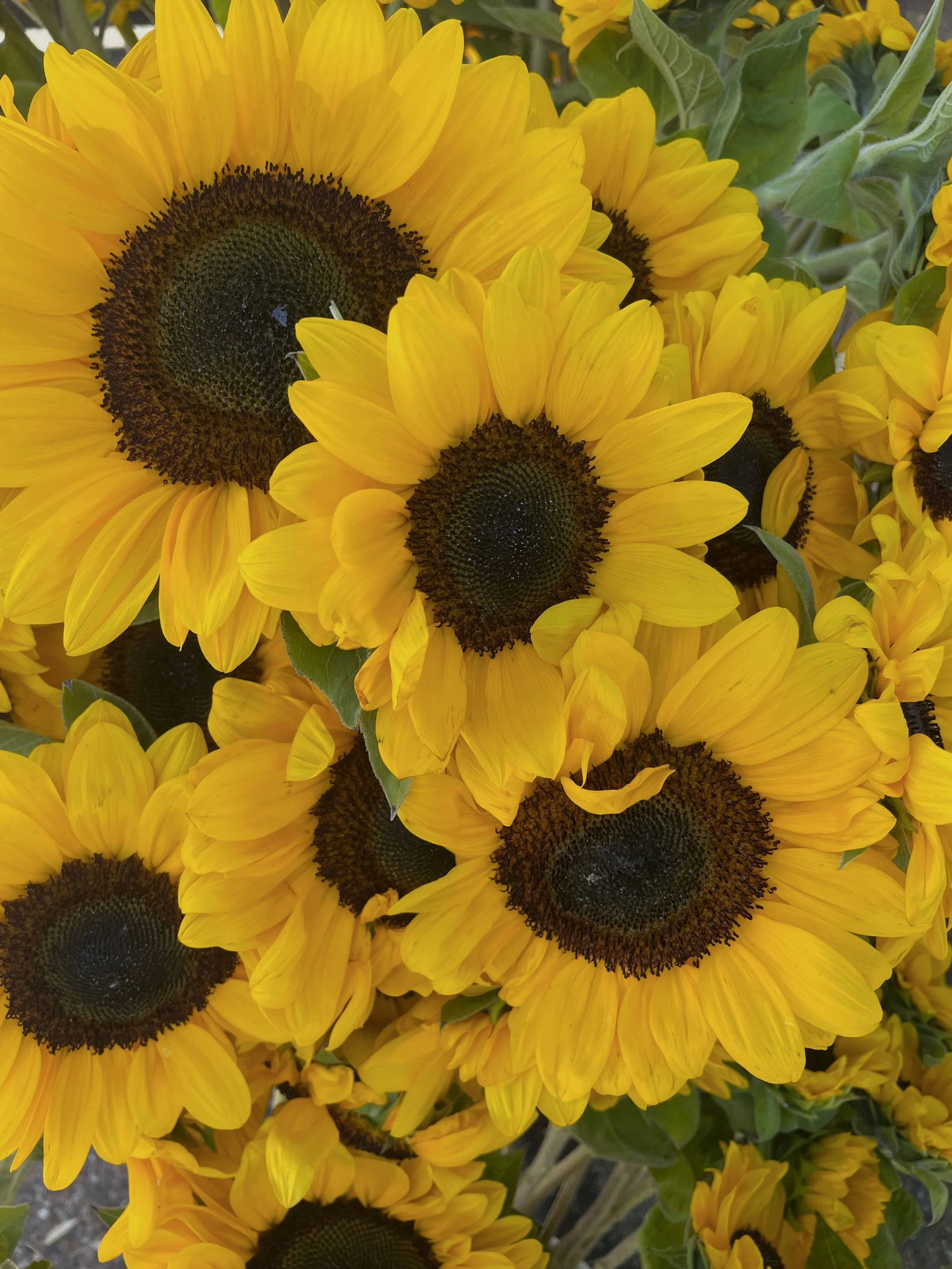 A bunch of bright yellow sunflowers with dark centers.