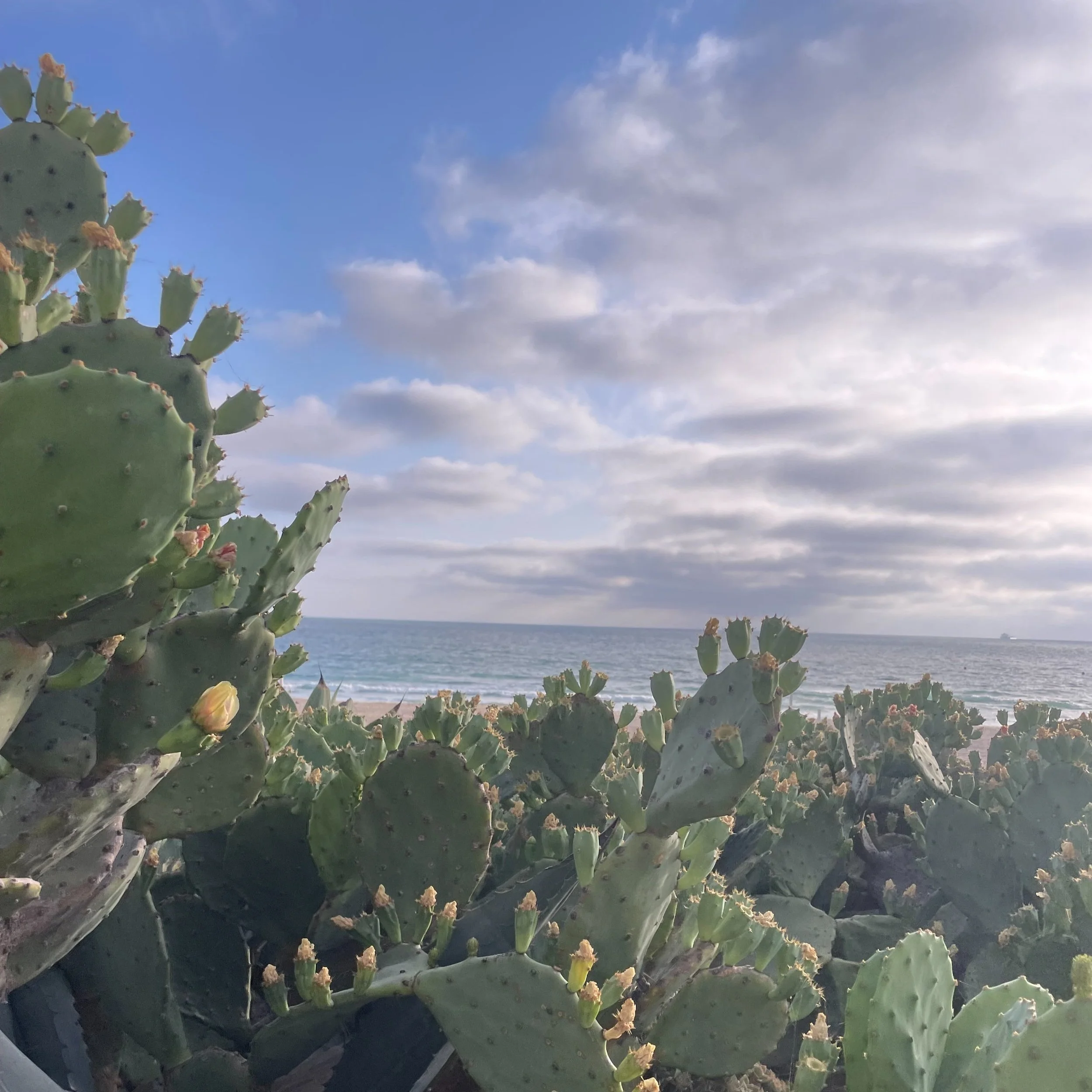Cacti plants on a beach with the ocean, sandy shoreline, and cloudy sky in the background.
