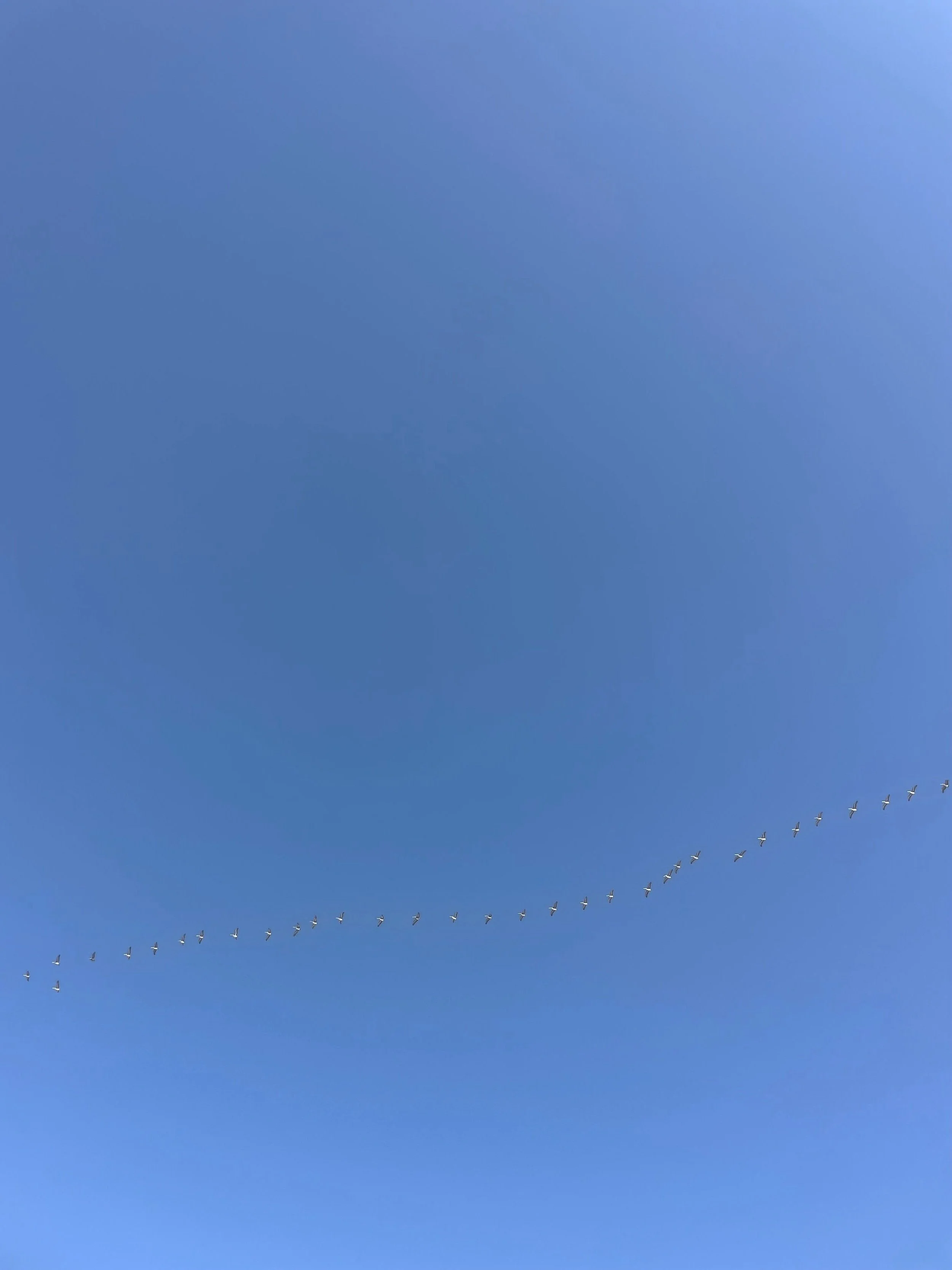 Line of birds flying in a clear blue sky.