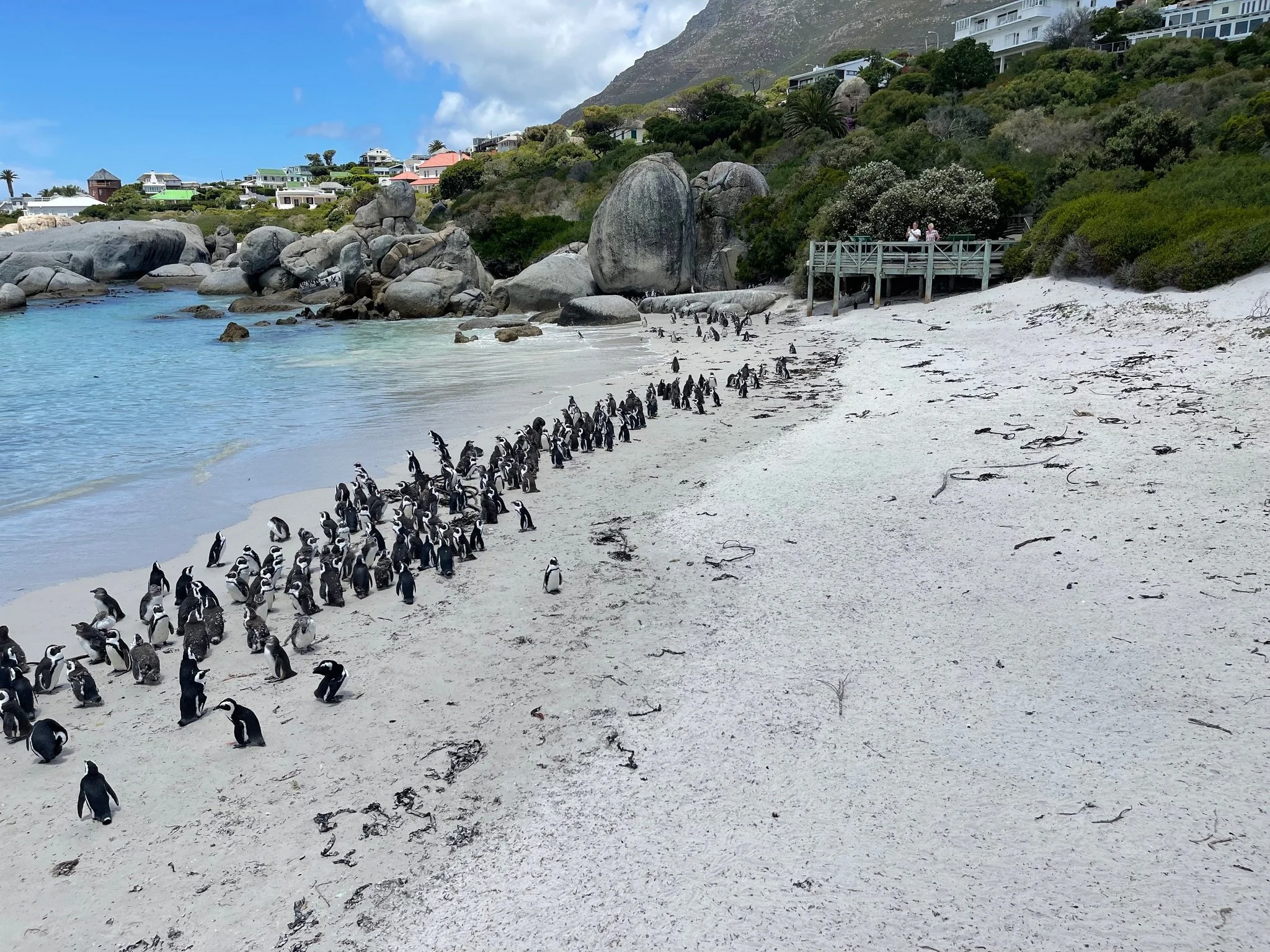 Table Mountain National Park