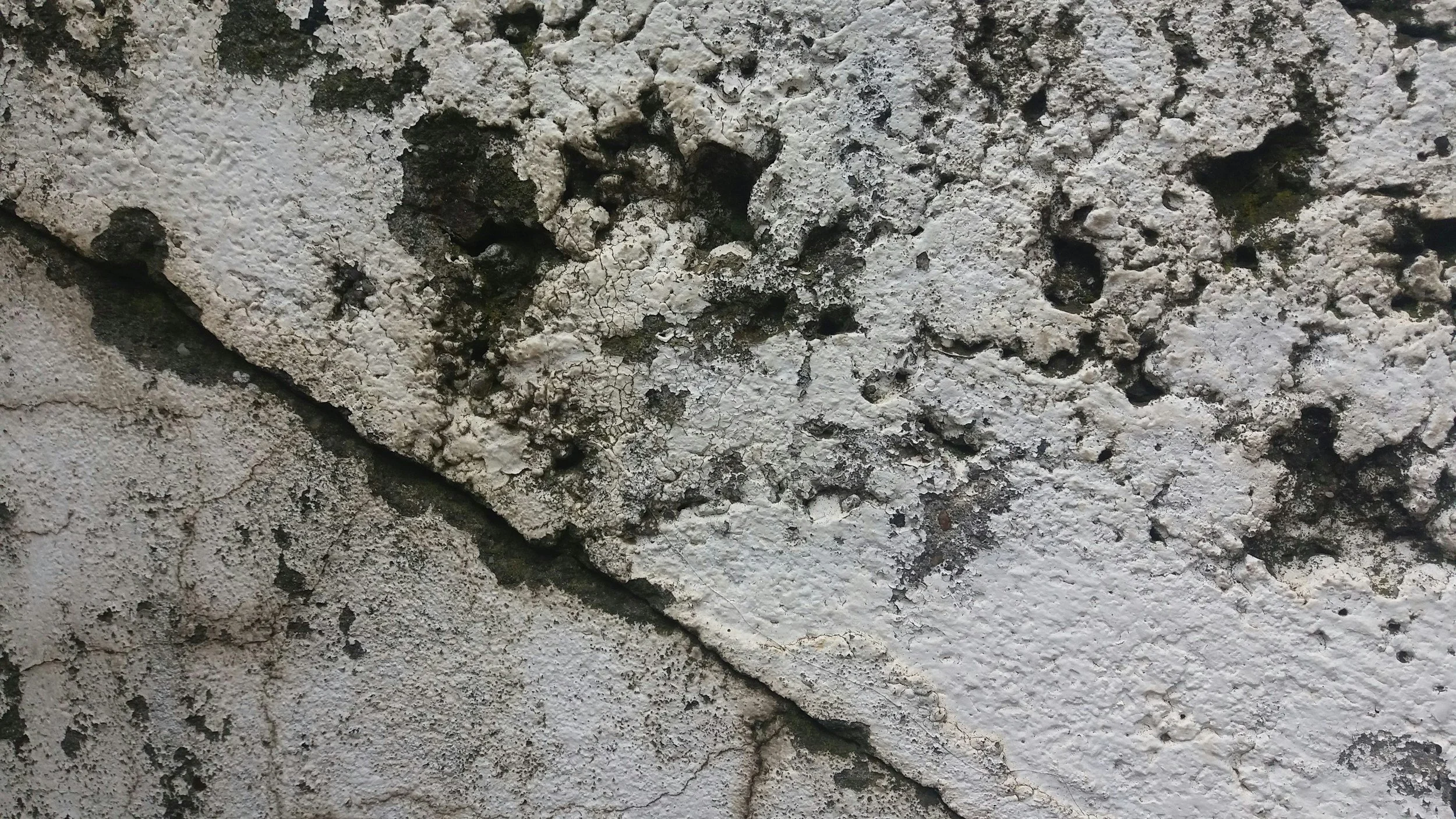 Mold Remediation – Causes, Health Risks, and Professional Solutions