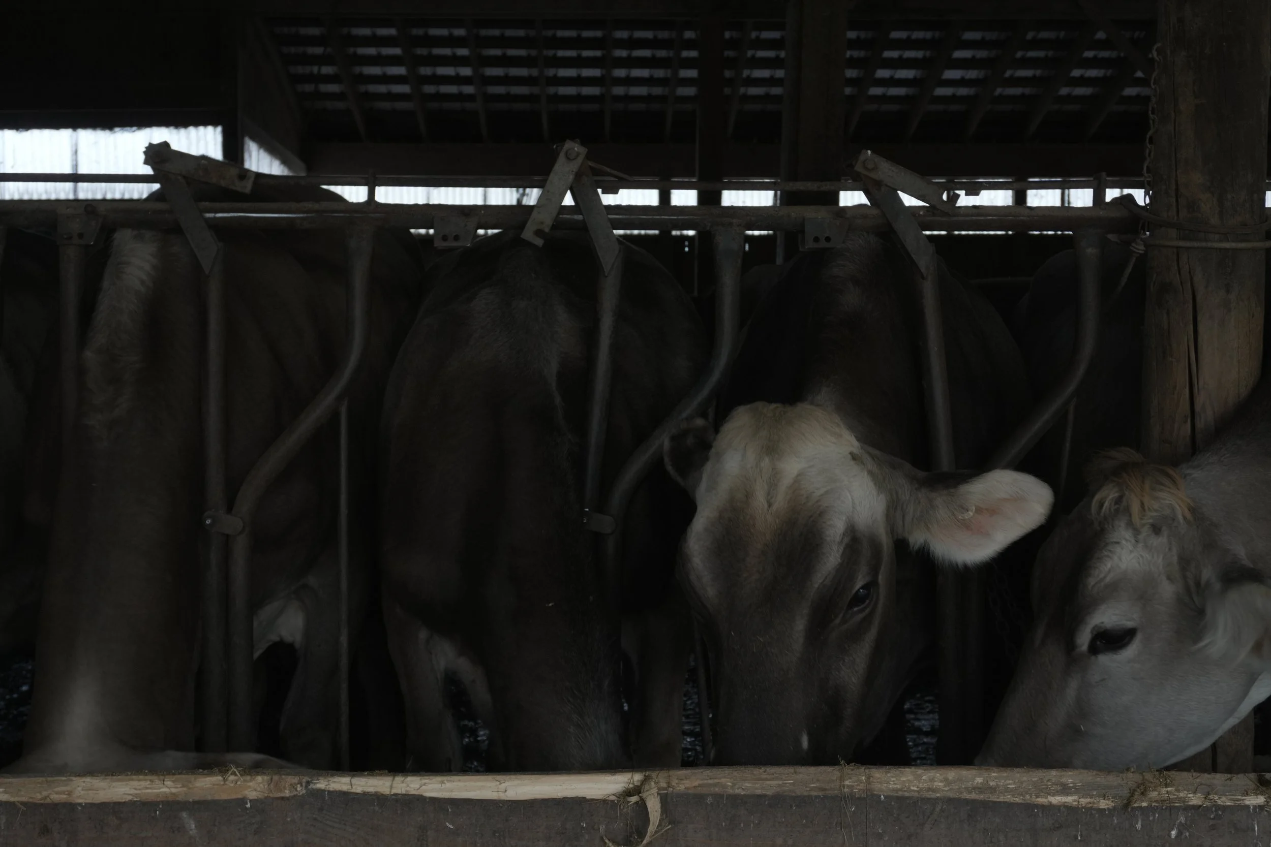 "Untitled" Two Dollar Bill Studios