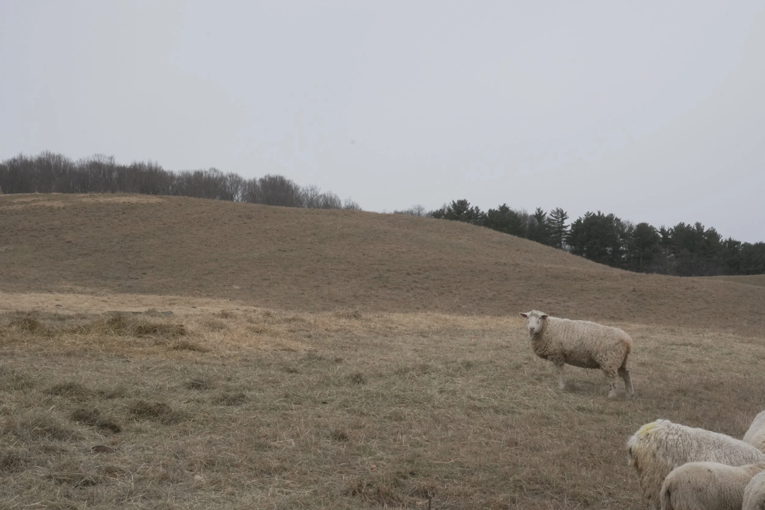 "Untitled" Two Dollar Bill Studios