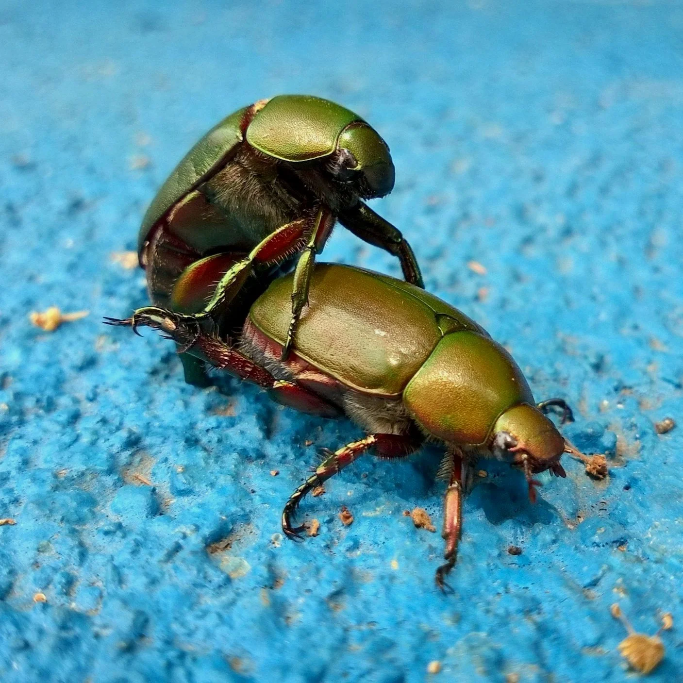 Two bugs mating