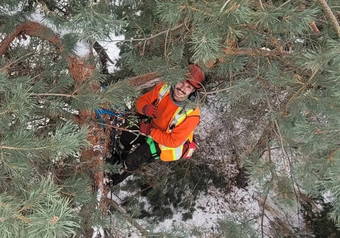 An arborist in a tree
