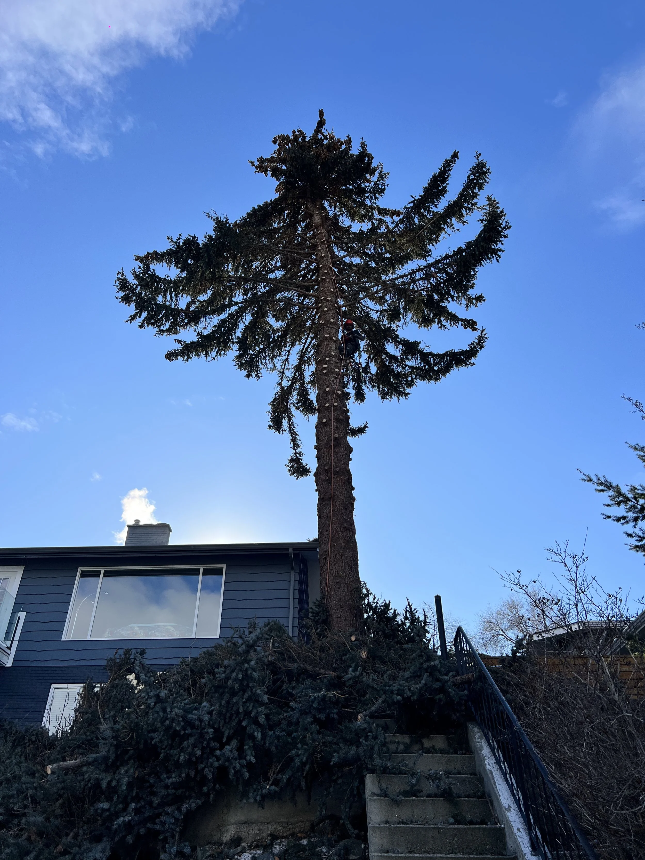A tall pine tree with numerous branches and green foliage is situated in the backyard of a house, with some branches and pine needles scattered on steps leading up to the house. The house has blue exterior walls and large windows, with a chimney visible on the roof. The sky is clear with a few clouds.