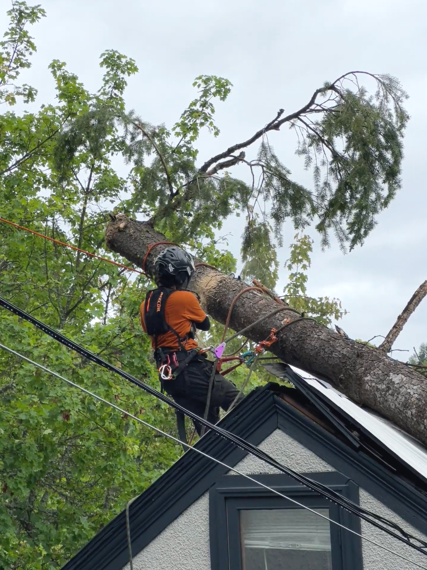 Arborist removes tree after tree falls on a house, with electrical wires visible in the foreground.