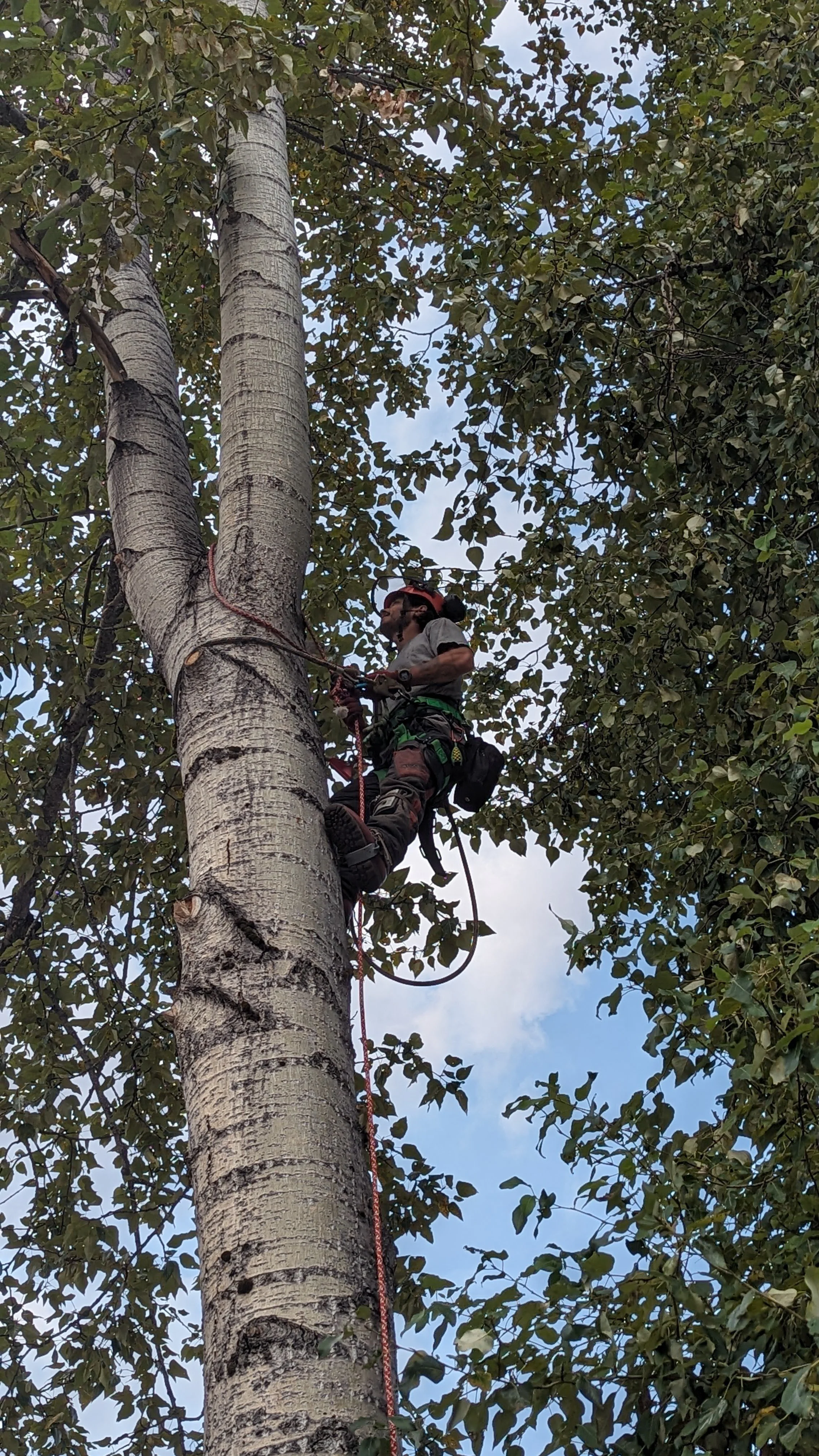 Arborist trimming a tree in the Kootenay region / wearing safety gear climbing a tall tree, secured with ropes and harnesses, against a partly cloudy sky.