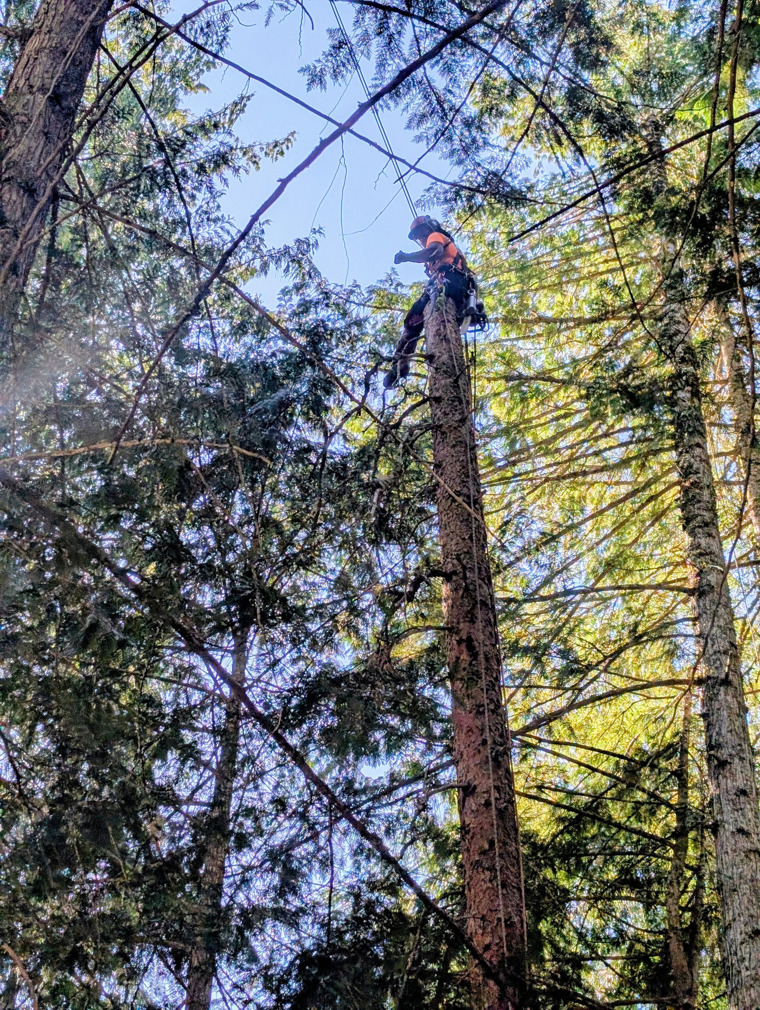 An arborist wearing safety gear, climbing a tall tree in a forest, surrounded by green leaves and branches under a blue sky.