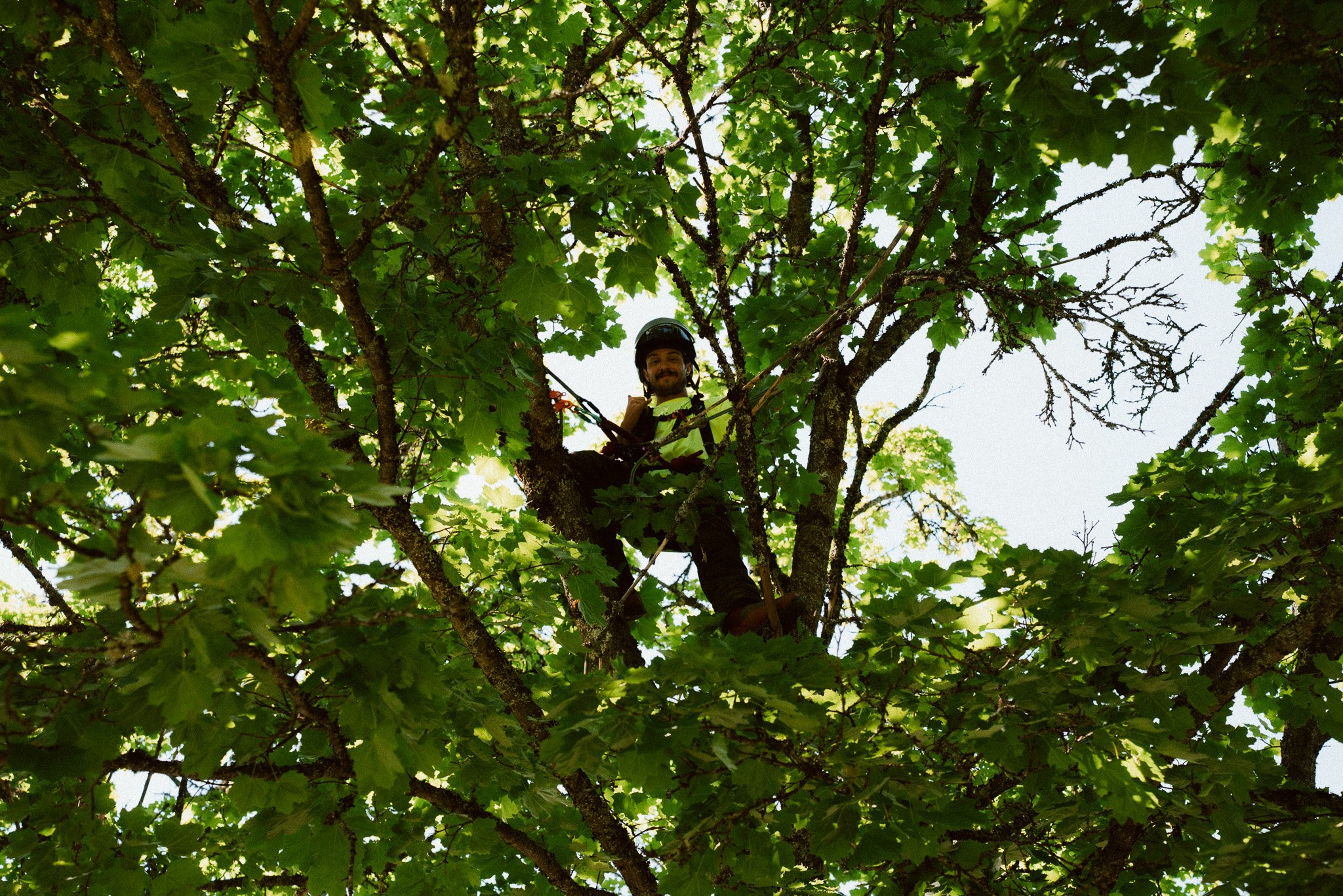 An arborist removing hazardous tree