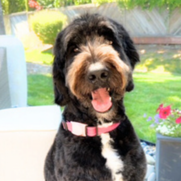 Bow-Wow for Books: Read to Barney (All Ages)