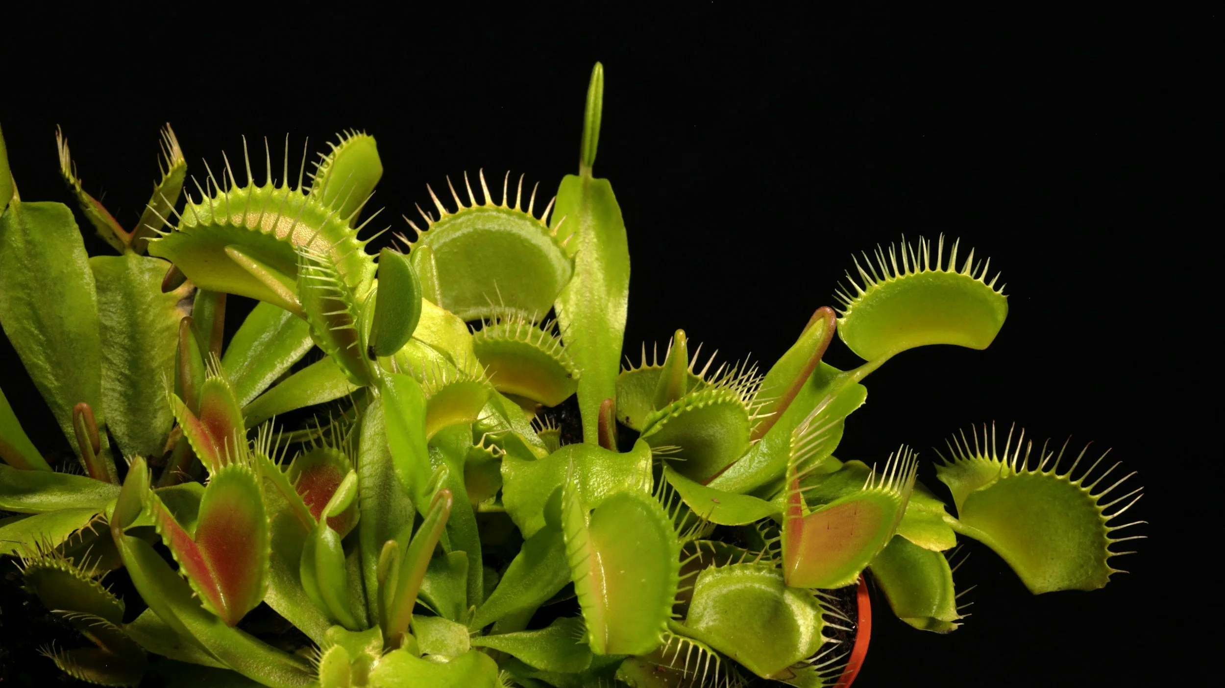 Carnivorous Plants! (All Ages)