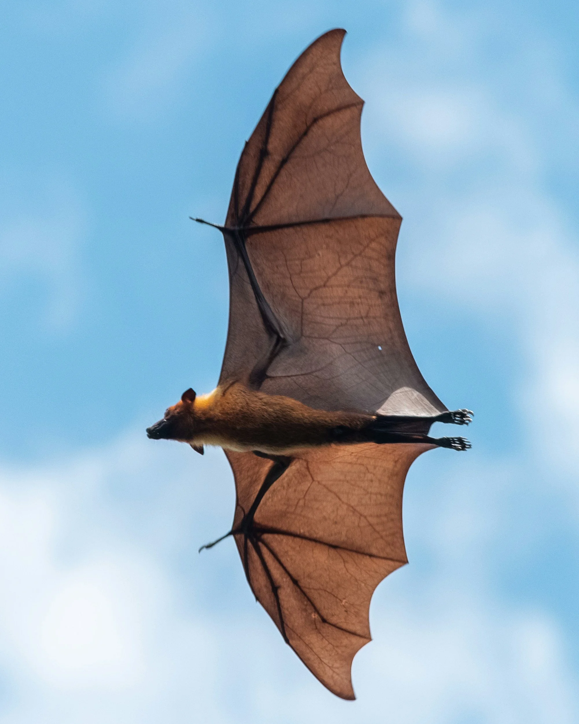 Bats! (All Ages)