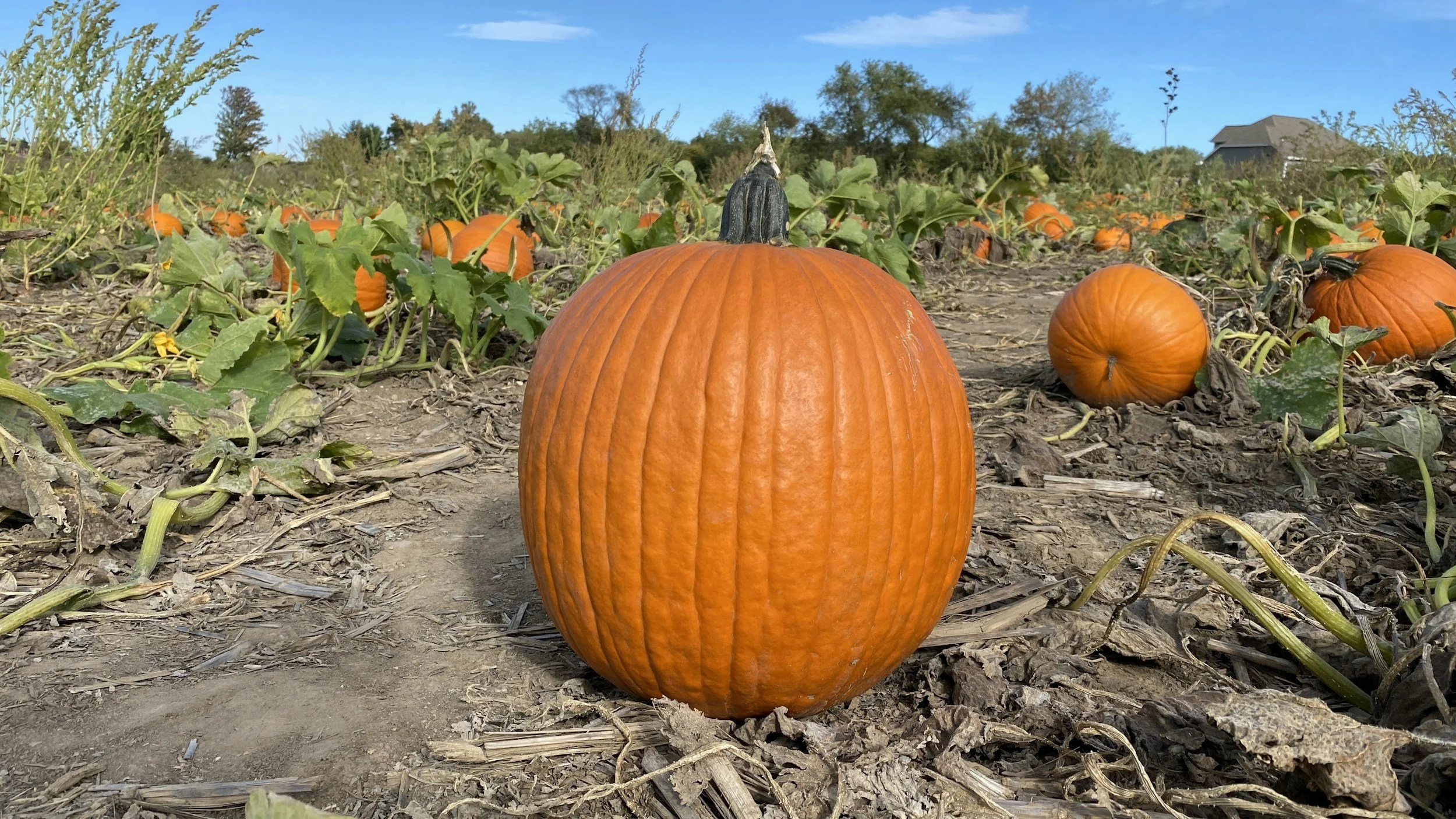 Half Moon Bay Pumpkin Festival (All Ages)
