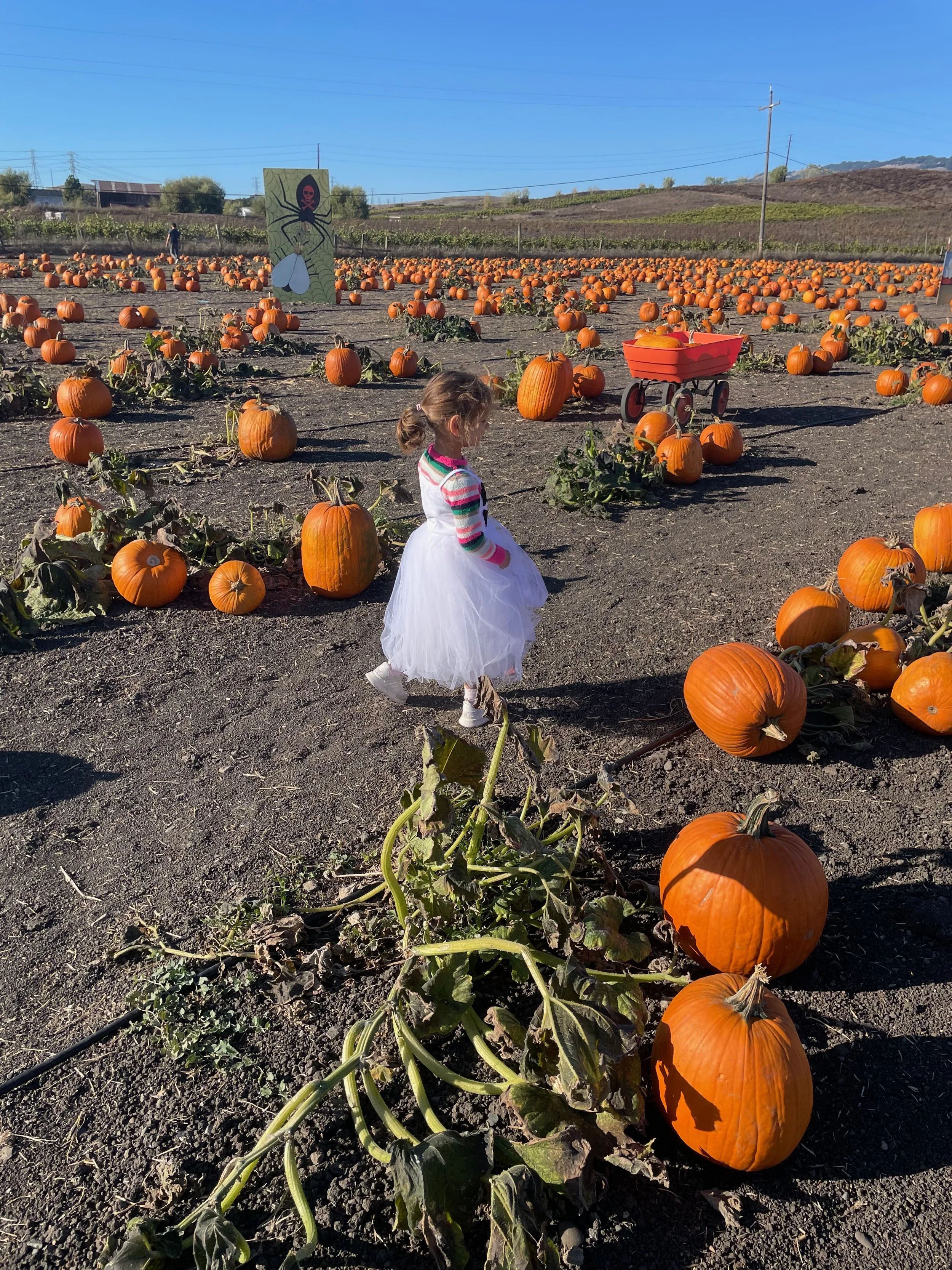 π Pumpkin Patches & Costume Swaps: Fall Fun for Napa Families