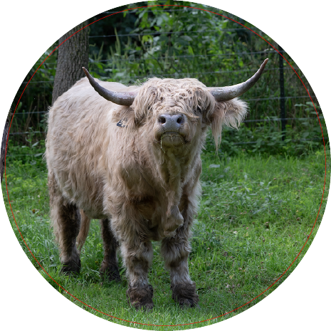 Highland Cow (100524-0098)