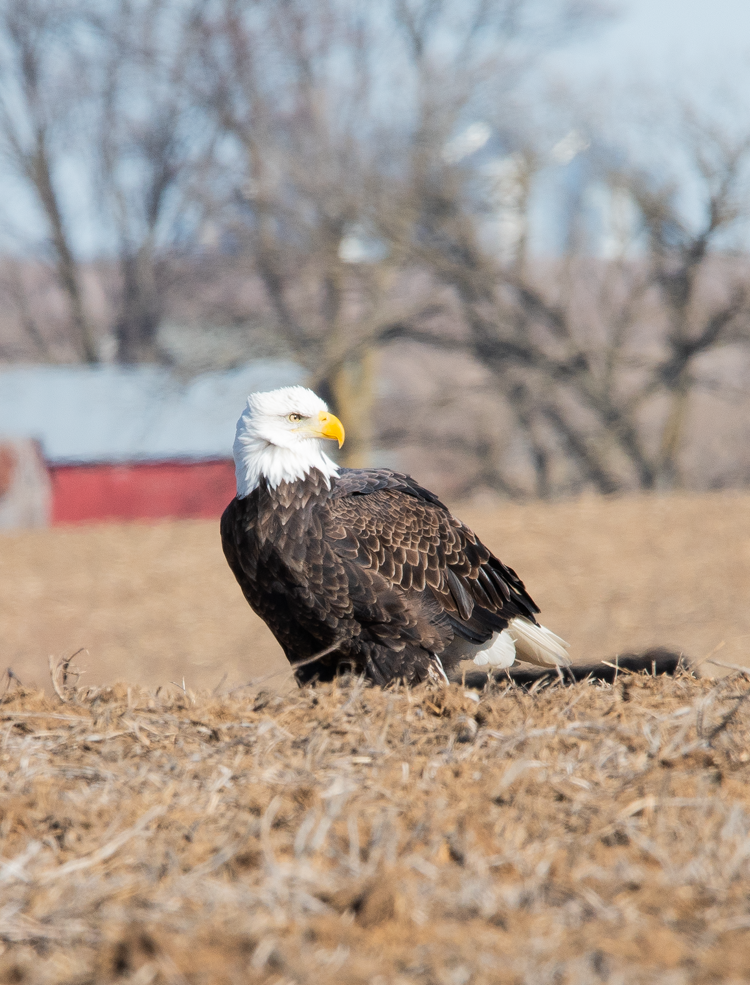 Bald Eagle (100471-0025)