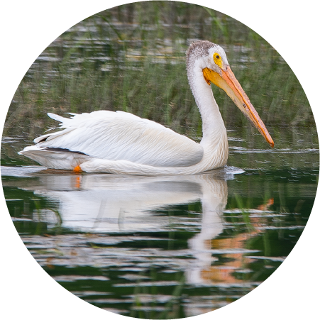 Pelican (100512-0003)
