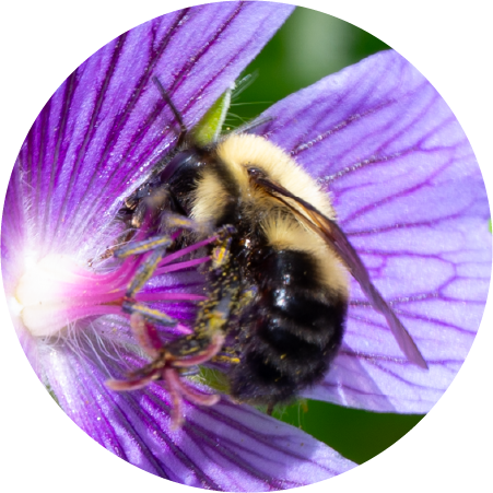 Bumblebee and Geranium (100486-0015)