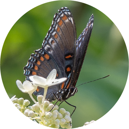 Red Spotted Purple (100518-0043)