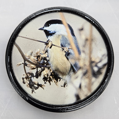 Black-capped Chickadee (100383-0009)