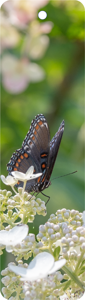 Red Spotted Purple (100518-0043)