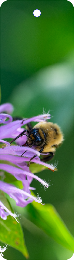 Bumblebee (100451-0009)