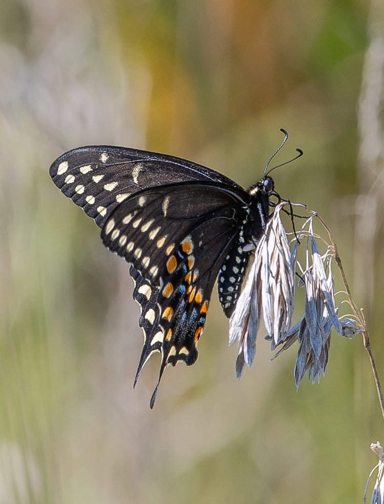 Black Swallowtail (100495-0050)