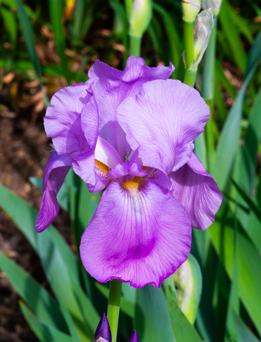 Bearded Iris (100511-0016)