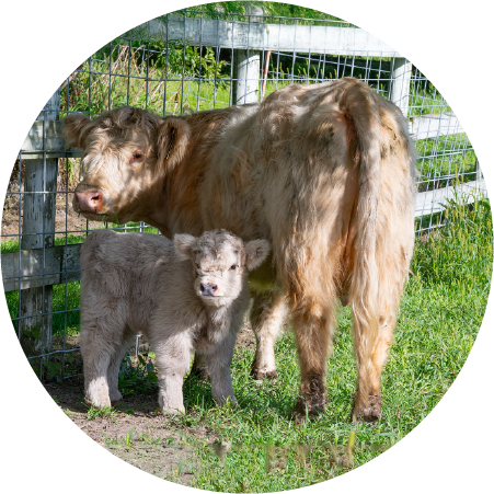 Highland Cow and Calf (100524-0138)