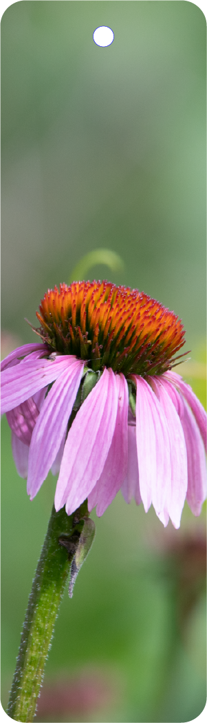 Purple Coneflower (100332-0038)
