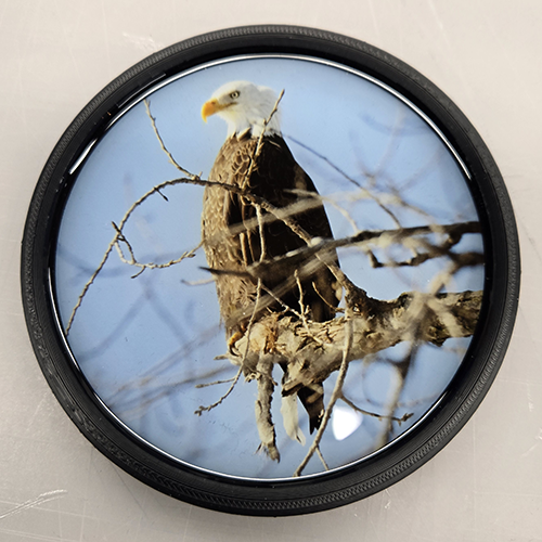 Bald Eagle (100545-0041)