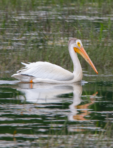 Pelican (100512-0003)