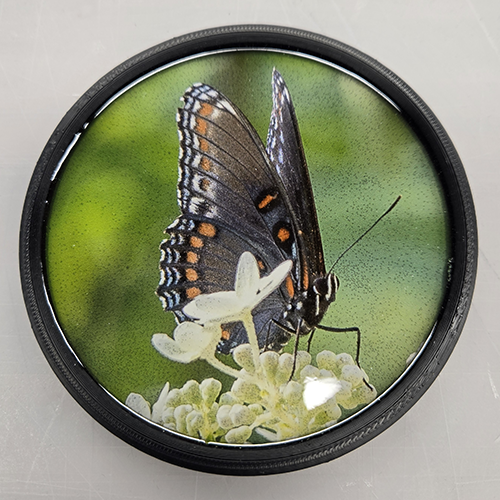 Red Spotted Purple (100518-0043)