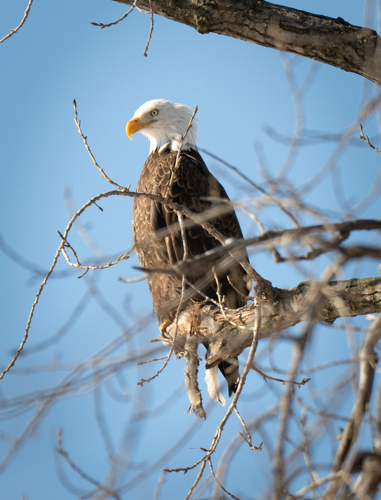 Bald Eagle (100545-0041)