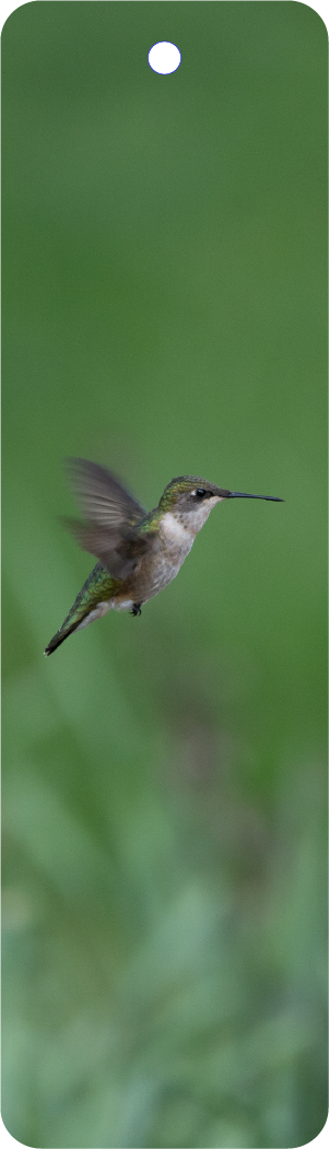 Hummingbird (100421-0220)