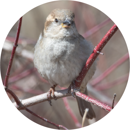 Sparrow (100391-0131)