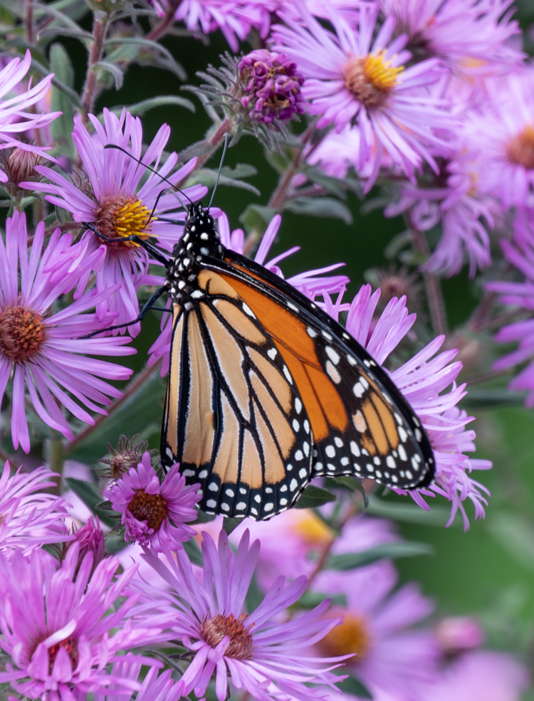 Monarch (100355-0029)
