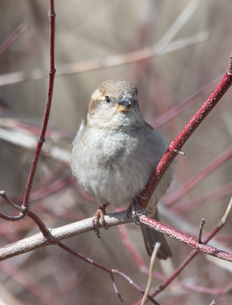 Sparrow (100391-0131)
