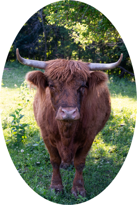 Highland Cow (100515-0040)