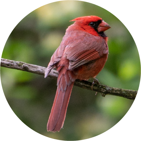 Cardinal (100322-0032)