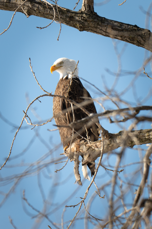 Bald Eagle
