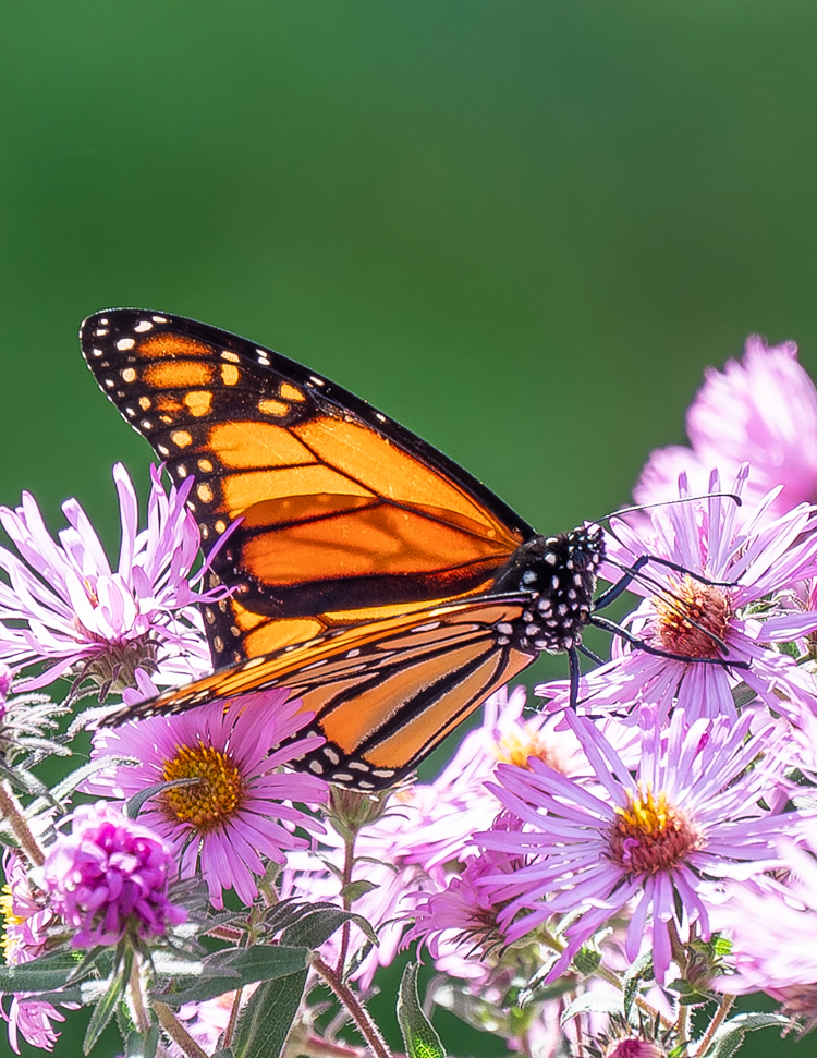 Monarch (100355-0022)
