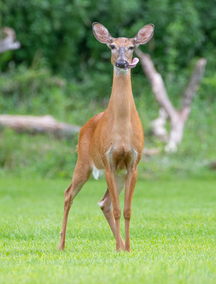 Whitetail Deer (100341-0025)